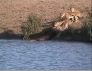 El cocodrilo que come al león que come al búfalo