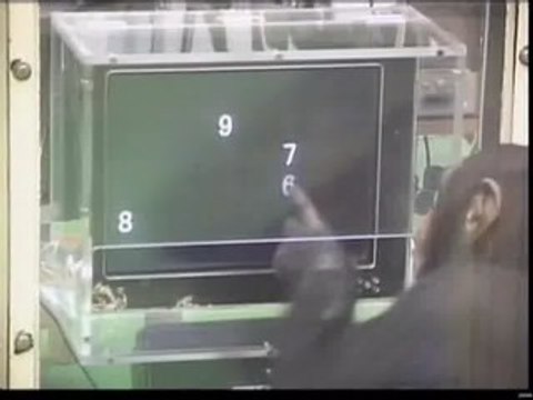 Los chimpancés tienen mejor memoria a corto plazo que los humanos