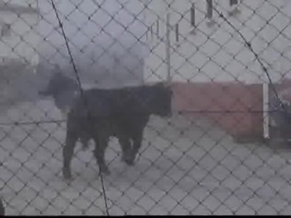 Un toro suelto siembra el pánico en las calles de Ciudad Rodrigo