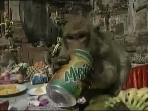 Festín para los monos en Tailandia