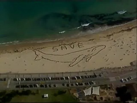 Miles de australianos protestan contra la caza de ballenas