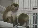 Un equipo de investigadores logra clonar monos de diez años