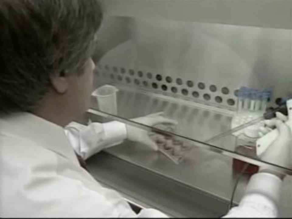 Un equipo de científicos convierte células de la piel en células madre como las embrionarias