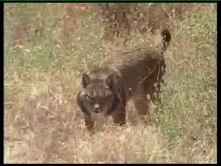 Paul Keddy presenta sus modelos de predicción de la biodiversidad