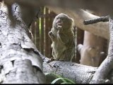 Una familia de monos diminutos se aclimata al clima mediterráneo