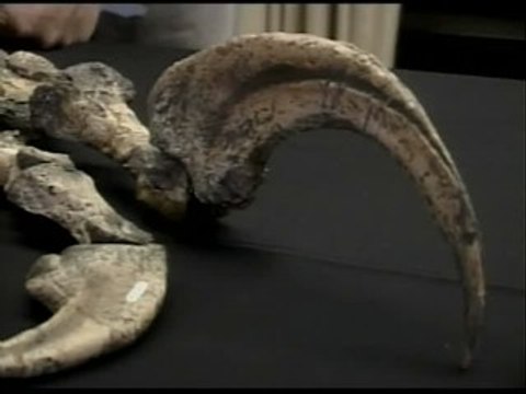 Fósiles de una nueva especie de dinosaurio