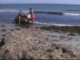 Miles de algas llegan a la playa de El Postiguet en Alicante