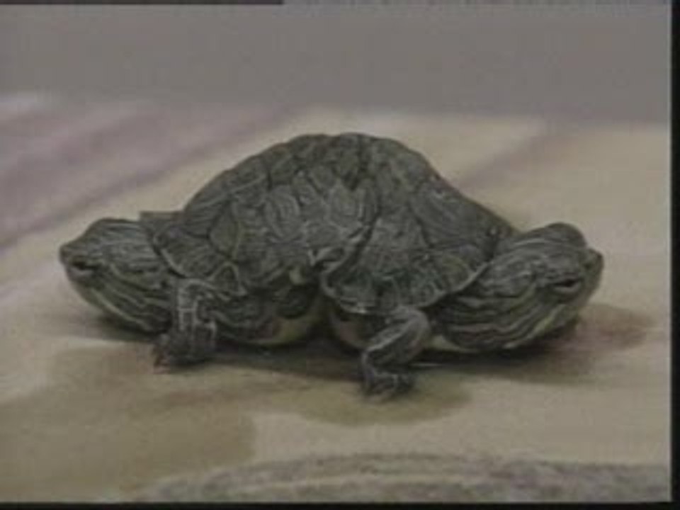 Una tortuga de dos cabezas