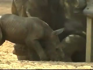 Un rinoceronte blanco en Israel