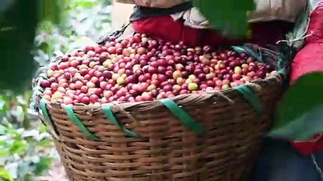 Caficultores hondureños en quiebra por bajos precios y migración