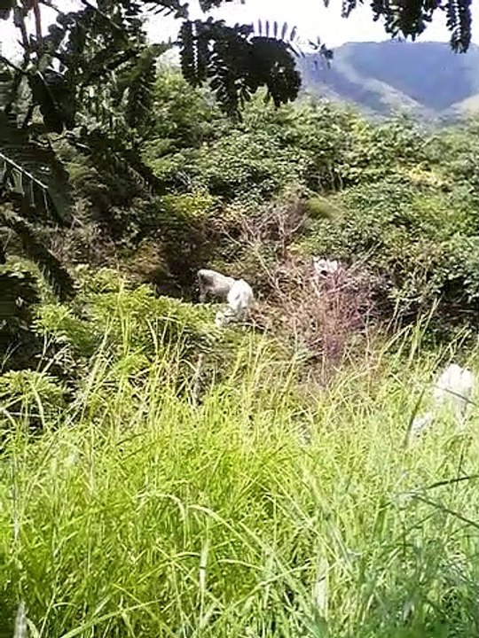 LOS GANADEROS