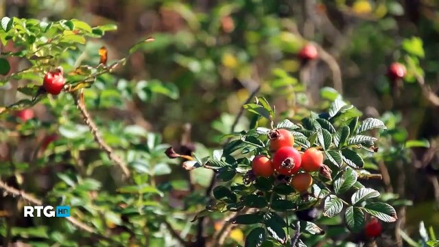 036 Дальневосточный морской заповедник