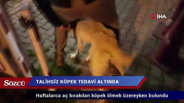 Ölüme terk edilen köpek tedavi altında