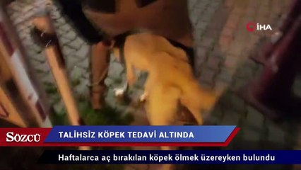 Ölüme terk edilen köpek tedavi altında