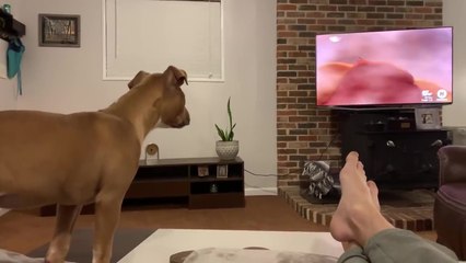 Une chienne regarde le Roi Lion à la télé