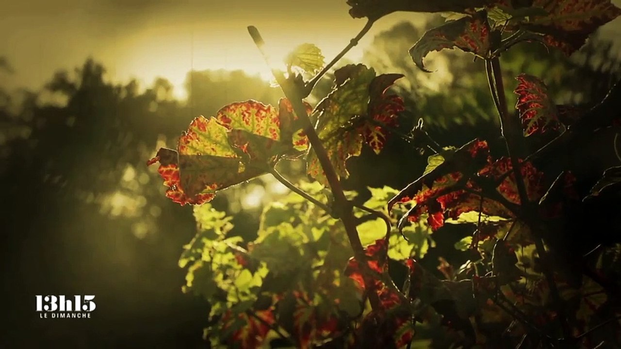 Mouche bleue, statue vivante, freerunner, petits Poulbots, paillettes...  : à la (re)découverte de la butte Montmartre
