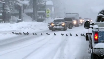 Patos cruzan la carretera y cortan el tráfico