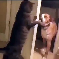 Kedi köpeğe gelme buraya dedi