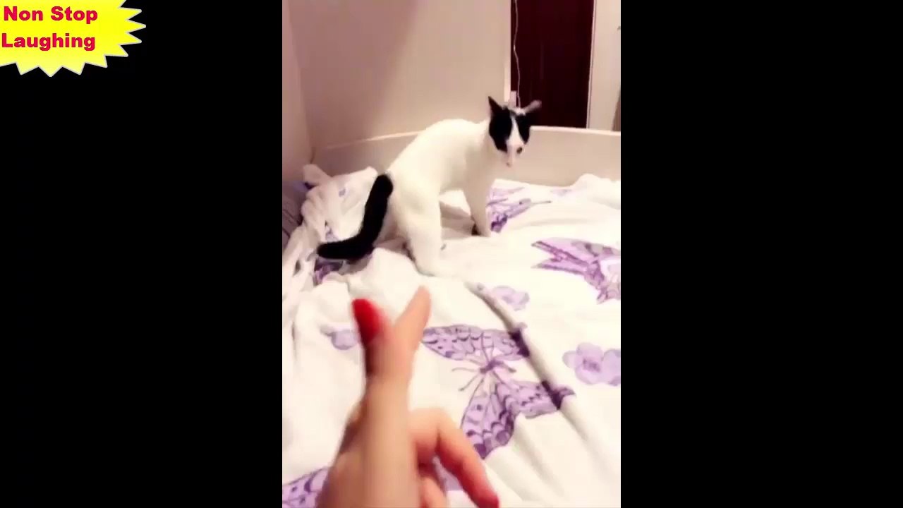 Top 200 Highlights of Animals - VERY FUNNY