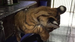 Cute little tiger as a pet :) -WWW.DOWNVIDS.NET