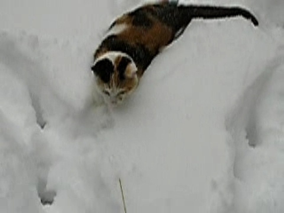 l abominable chatte des neiges !