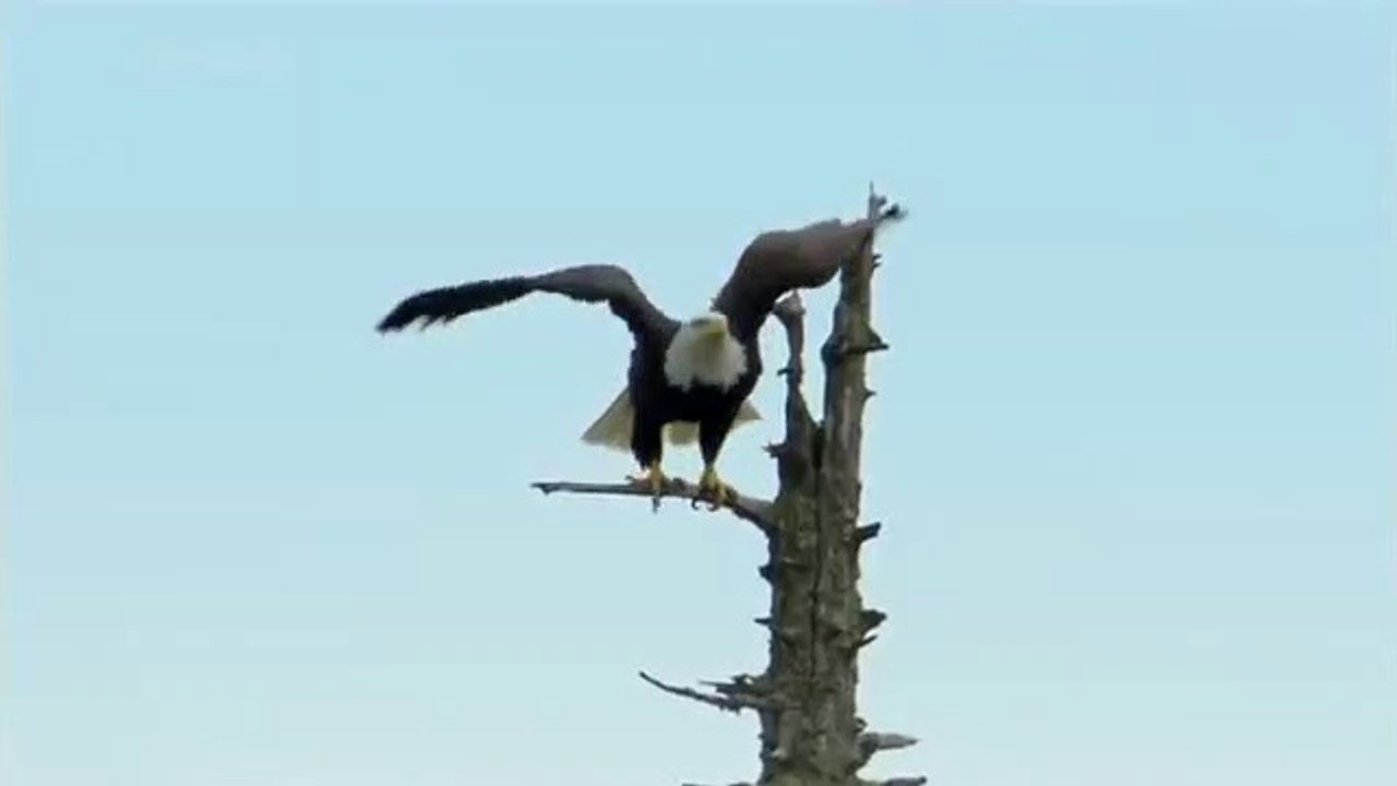 Bald Headed Eagle catches salmon - Animal Video 2019