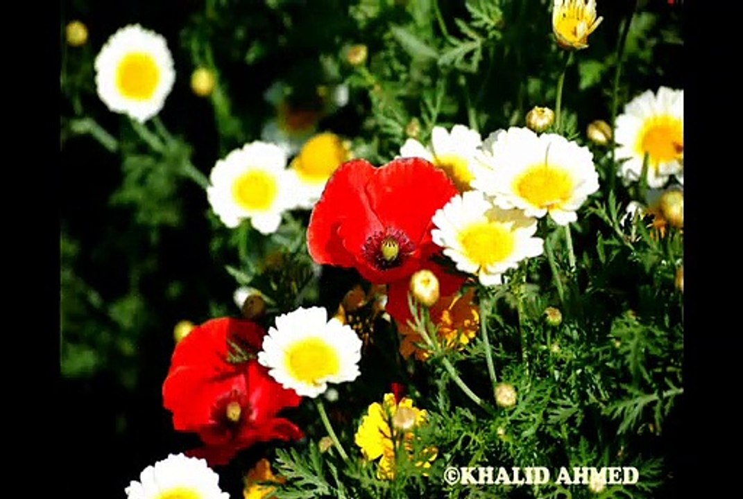 OMG.....BEST POPPY FLOWER BLOOM EVER