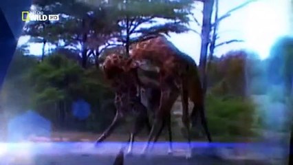 Animal Fight Club S01 E02