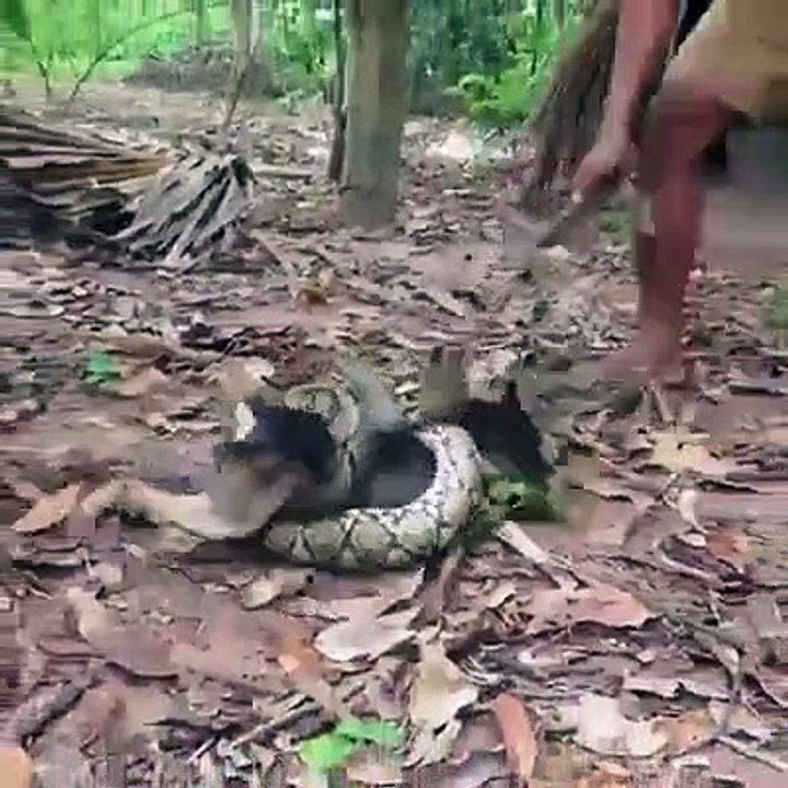 Dog save from a huge python