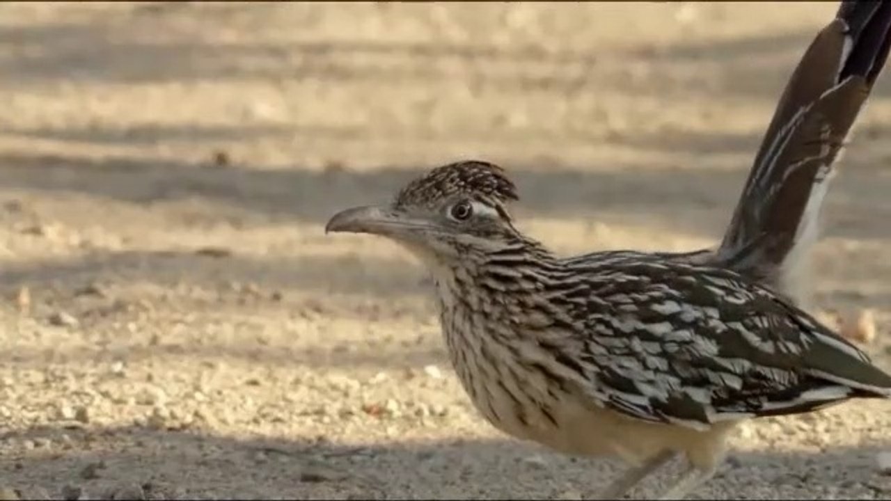 Greater Roadrunner Bird vs Rattlesnake Animal Video 2019 video