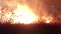 İznik Gölü kıyısında sazlık yangını - BURSA