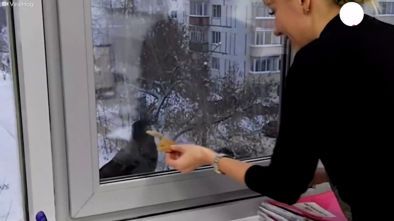 Ce corbeau vient demander à manger à la fenetre d'un appartement