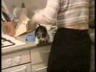 Compilation de Chats drôles