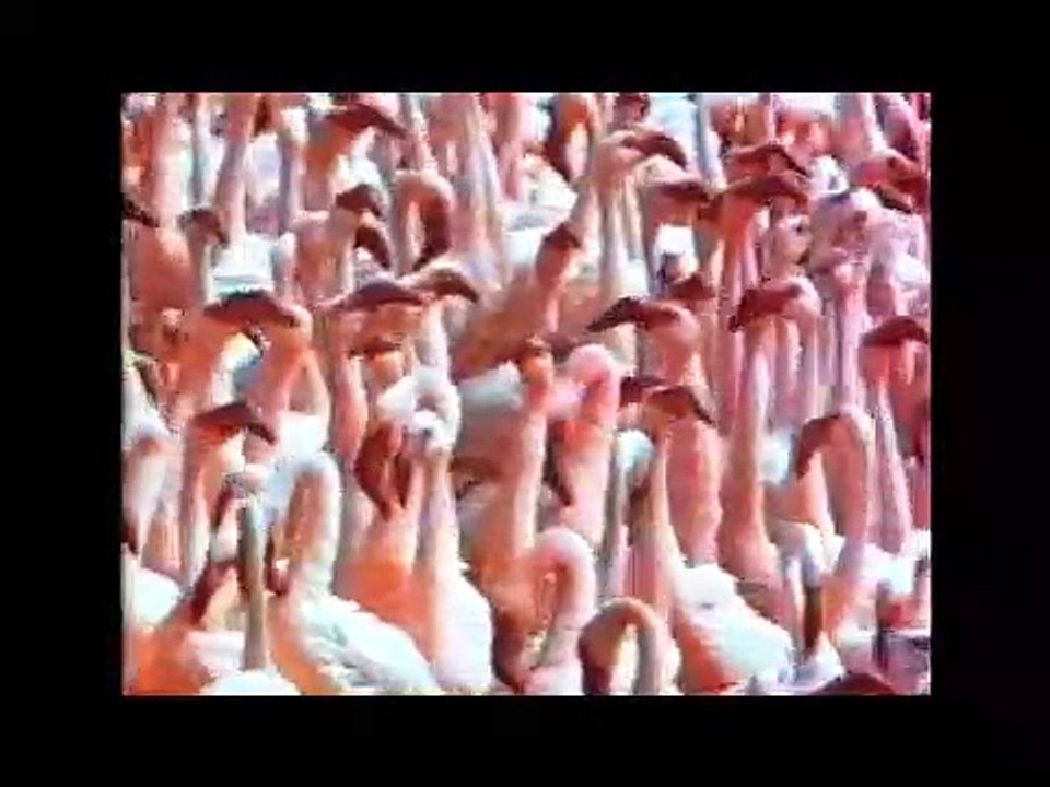 DOGADAKİ HARİKA CANLILARIN VIDEO GORSELLERI