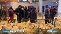 Agriculture : la laine de brebis revalorisée en Haute-Loire