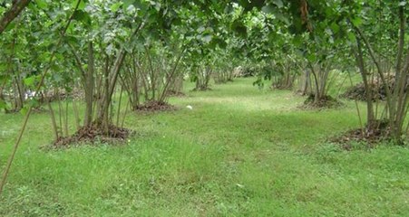 Fındıkta Devlet Destekli Tarım Sigortası İçin Son Gün 10 Mart