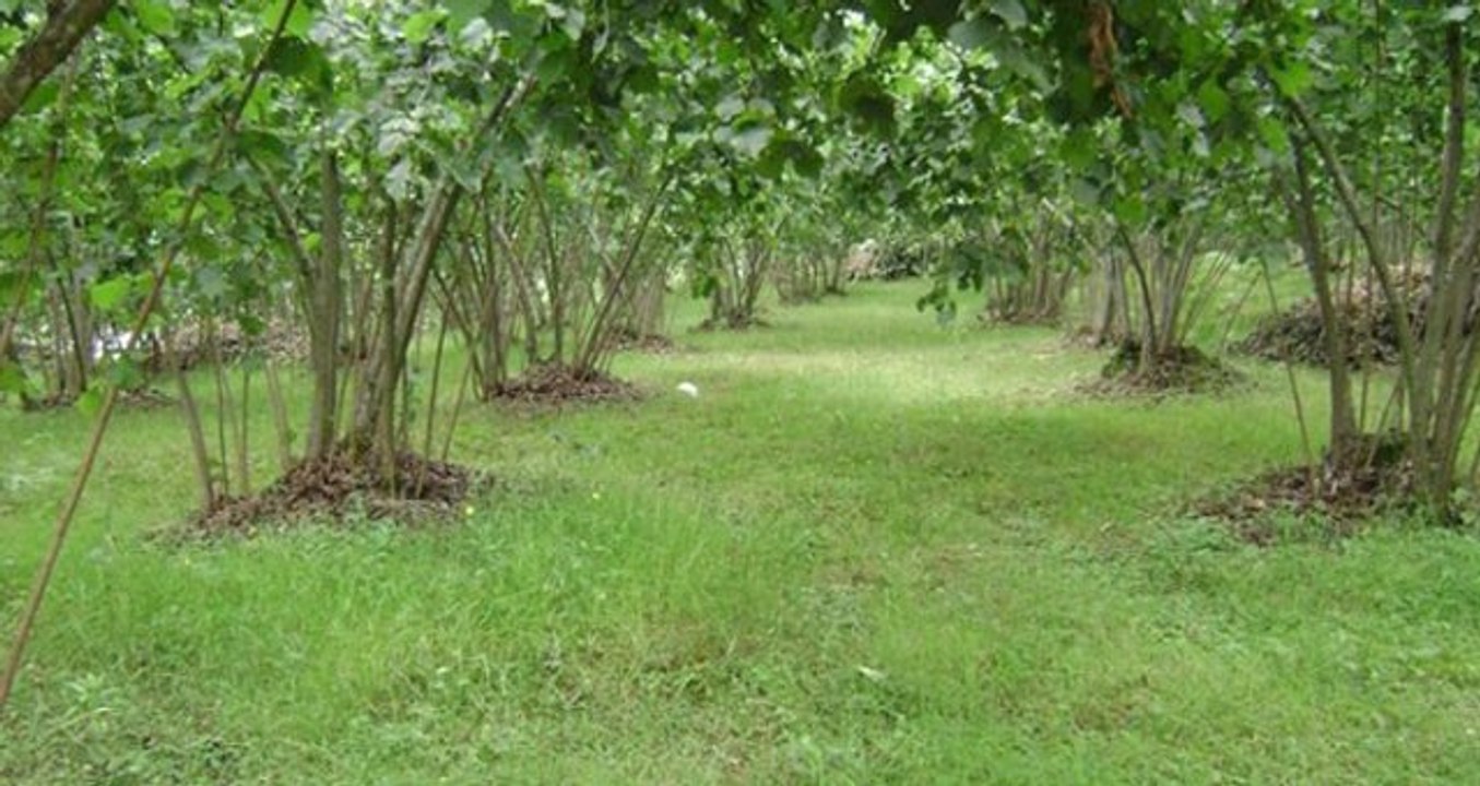 Fındıkta Devlet Destekli Tarım Sigortası İçin Son Gün 10 Mart