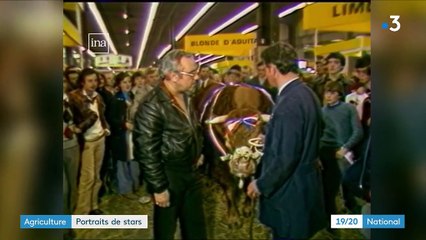 Salon de l'agriculture : portraits des vaches stars