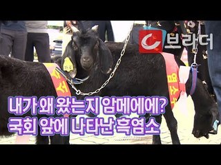 국회 앞에 흑염소가? 염소 농가 정부 수매 요구 상경 (feat. 마이크 잡은 정동영) [씨브라더]