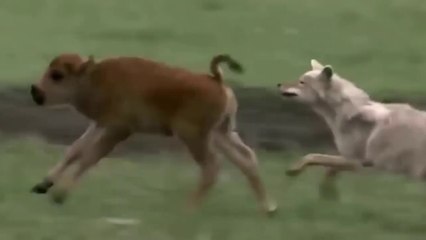 Coiote Leva Coice De Bisontezinho Mas Se Vinga Nas Lontras