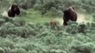 Bisontes E Ursos Em Confrontos E Caçadas