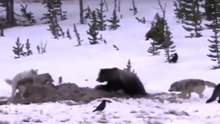 Lobos Vs Ursos Disputando Carcaças