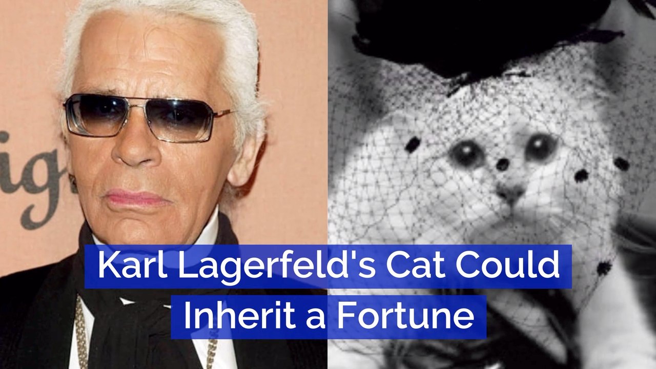 This Is One Rich Fat Cat