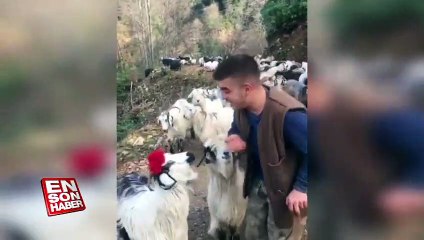 Rizeli çobandan türkü performansı