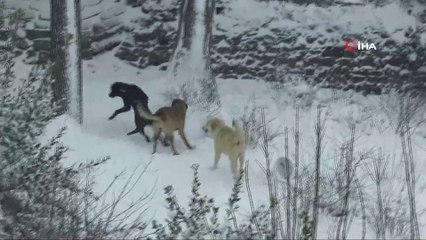 Anadolu yakasından kar manzaraları