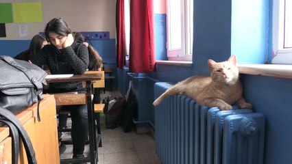 Bu kedinin sahibi 623 öğrenci - ESKİŞEHİR