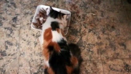 Mom Cat Admires Birds Bones In Lunch