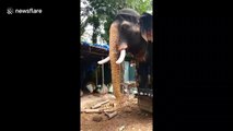 Artificial robot elephant debuts in south India to prevent animal cruelty during festivals
