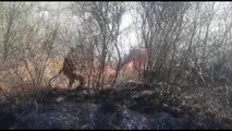 Report Tv-Zjarr masiv në Mallakastër, digjen dhjetëra rrënjë ullinj