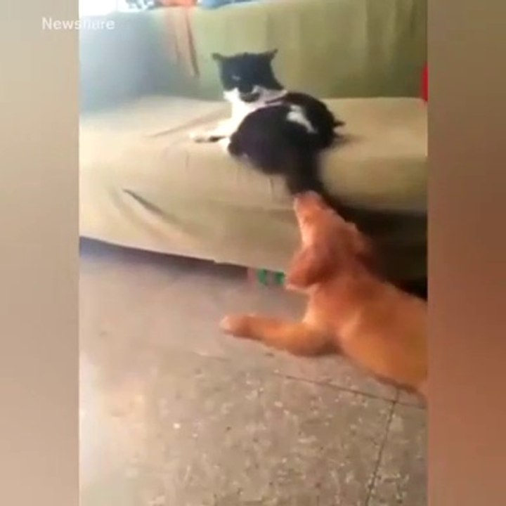 Kediler çok komik   Komedi dünyası